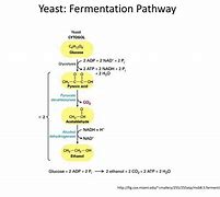 Image result for Yeast Cell Fermentation Alcohol