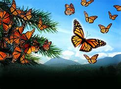 Image result for 9 Butterflies