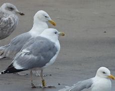 Image result for Caspian Gull