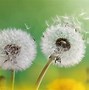 Image result for Aesthetic Dandelion Desktop Wallpaper