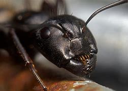 Image result for Ant Face