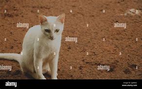 Image result for Sitting Down White Cats