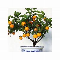 Image result for Mandarin Plant