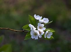 Image result for March Flower