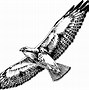 Image result for Black and White Hawk