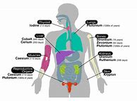 Image result for Body CAD Diagram