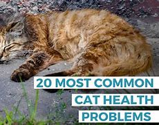 Image result for 20 Cats