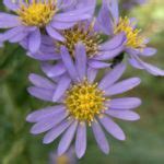 Image result for Tatarian Aster