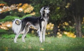 Image result for Saluki Dog Cart