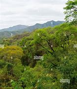 Image result for yungas cloud forest