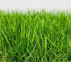 Image result for Moss-Covered Yard