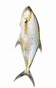 Image result for Charan Malayam Fish