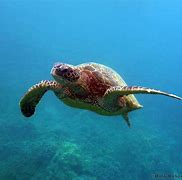 Image result for Hawaiian Snorkeling