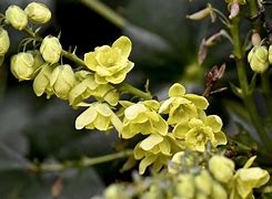 Image result for Bushes with Yellow Flowers Shrubs