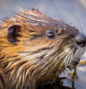 Image result for Arkansas Muskrat