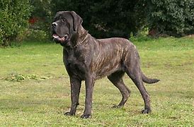 Image result for Grate Mastiff