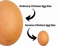 Image result for Serama Chicken Size Chart