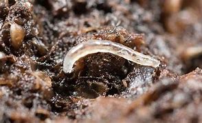 Image result for Fungus Mites