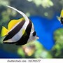 Image result for Blue Fish with Long Tail Fin