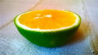 Image result for Citrus Limetta