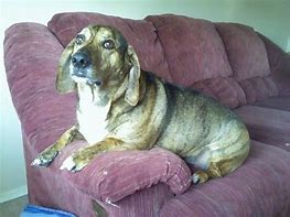 Image result for Corgi Basset Hound Mix