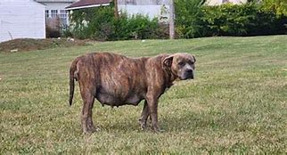 Image result for Baby Pittie