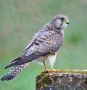 Image result for Common Kestrel Female