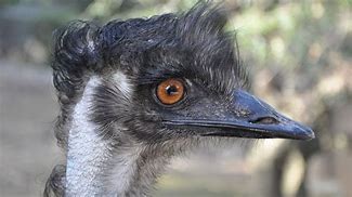 Image result for Great Emu War