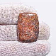 Image result for Dinosaur Bone Jasper