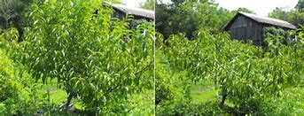 Image result for Summer Peach Tree