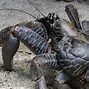 Image result for Ketam Batu vs Ketam Nipah