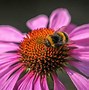 Image result for Bee Eyesight