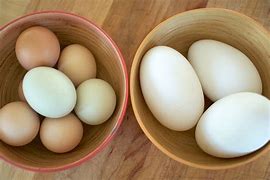 Image result for African Goose Eggs