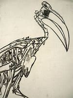 Image result for Toucan Skeleton