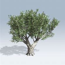 Image result for White Olive Tree