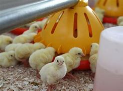 Image result for Poultry and Livestock and Equipment