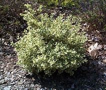 Image result for Buxus Variegata