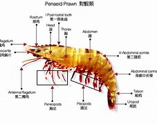 Image result for Prawn Structure