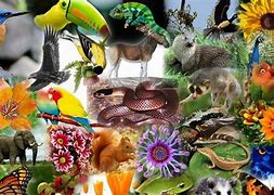 Image result for Biodiversitas Laut HD