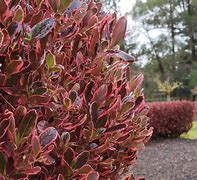 Image result for Planting Shrubs