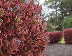 Image result for Shrubs Plant