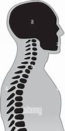 Image result for Human Spine Black and White