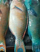 Image result for Pasar Ikan Malam