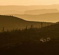 Image result for Labrador Caribou