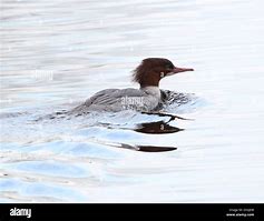 Image result for Winter Merganser