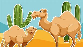 Image result for Camels Desert Image Free