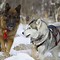 Image result for Baby Wolf Husky Snow