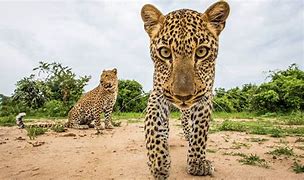 Image result for Wildlife Photography Animal Behaviour