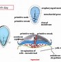 Image result for Embryonic Period of Development