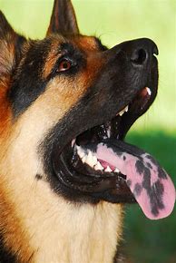 Image result for German Shepherd Tongue